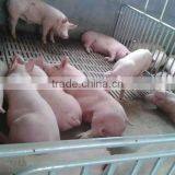 Agricultural Machines Manufactor Oem Cast Iron Pig Floor Farm Machinery Spare Part 300*600 Cast Floor Raise Pig thumbnail-3