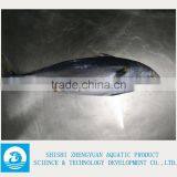 700-1000g Frozen Bonito Frozen Tuna Fish thumbnail-1