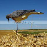 Feeding Mourning Dove Dedoys With Stake thumbnail-1