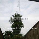 Group Cycas Loading thumbnail-1