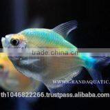 White Skirt Tetras Fish Farm For Sale and Export thumbnail-6