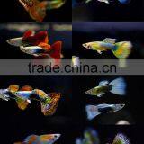 Live Guppy Fish for Sale to Aquarium Fish Importer and Exporter thumbnail-1