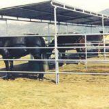Horse Panel Shelters thumbnail-1
