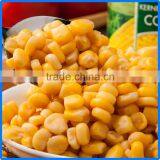 Dried Full Corn Kernels in Jar Rich in Protein thumbnail-1