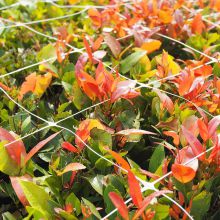 Strawberry Trellis Light Weight Climbing Plant Net 1.5 x 1.5 m Vegetable Growing Plant Support Net