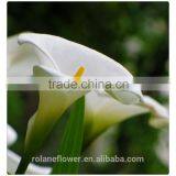 Wholesale High Quality Beautiful Cut White Calla Lily Flower thumbnail-1