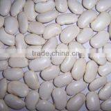 2014 Chinese White Kidney Bean With Cheap Price thumbnail-4