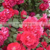 Multi Color Roses Seedlings thumbnail-5