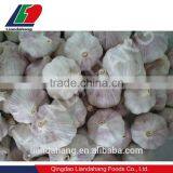 Certified GAP/ KOSHER/ HALAL New Crop Normal White Garlic thumbnail-6