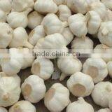No Root/Clean Skin Wholesale Chinese Garlic thumbnail-6