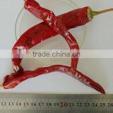 AD Dried Red Chilli HACCP/ GAP/FDA/HALAL thumbnail-4