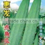 Linong Ridges Seeds Hybrid Luffa Seeds Good for Sale