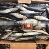 Sea Frozen Best Price Light Catching Sardina for Market thumbnail-1