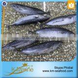 Small Size Hot Sale Whole Bullet Mackerel thumbnail-1
