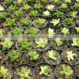 Haworthia Retusa Variegated thumbnail-1