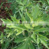 100% Natural Wormwood Leaf Oil Bulk thumbnail-1