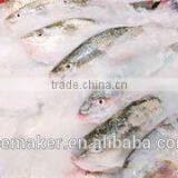 Large Scale Sea Water Flake Ice Making Machine on Market