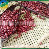Chinese New Crop Red Adzuki Bean thumbnail-5