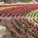 Natual Cactus Plant for Outdoor Street Decor thumbnail-2