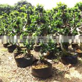Outdoor flowers to plant for spring s shape ficus bonsai