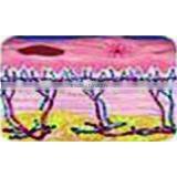 G-CO IPL thumbnail-5