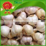 Fresh Natural Organic Hybrid Garlic , Whole Sale, High Quality Health Benefit thumbnail-1