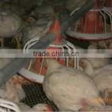 broiler chick poultry nipple drinker and feeder pan