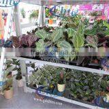 A56 Flower Pot Garden Center Display Show Frames thumbnail-6