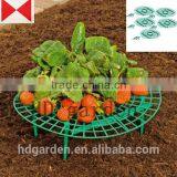 Strawberry Supports - Fruit Clean and Blemish-free thumbnail-3