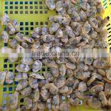 Frozen Boiled Baby Clam Meat thumbnail-6