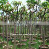 Mangifera Indica Outdoor Fruit Trees thumbnail-3