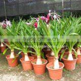 Crinum Asiaticum( Spider Lily,Giant Crinum Lily, ) Ornamental Plants thumbnail-1