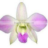 D-005 : DENDROBIUM MISTEEN ORCHID thumbnail-1