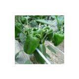 Sweet Pepper Seeds 5136 thumbnail-1