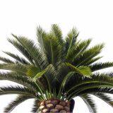 Artificial Date Palm thumbnail-4