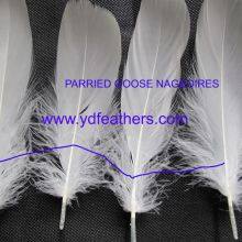 Parried Goose Nagoires Feather White From China