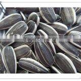 Sunflower Seeds 5009 0409 thumbnail-2