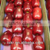 2013 Fresh Red Appls From China thumbnail-1