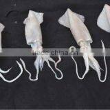 FROZEN LOLIGO SQUID WHOLE FROM PAKISAN ARABIAN / INDIAN OCEAN thumbnail-1