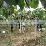 Organic and Fresh Kiwi thumbnail-2