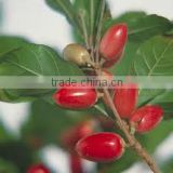 Synsepalum dulcificum (Miracle Fruit, Miraculous Berry, Miracle Berry)