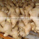 2014Organic Fresh Ginger thumbnail-4