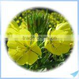Health Supplements Evening Primrose Oil / EPO Softgel Capsule in Factory Direct Sale thumbnail-3