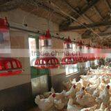 Chicken Breeding Equipment thumbnail-1