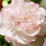 Supply Carnation Fresh Cut Carnation Fresh Cut Flowers thumbnail-2