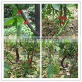 Vine Tying Tools for Tapetool With no Tape Flotsam thumbnail-2