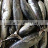 Seafood Frozen Bonito Tuna Fish thumbnail-1