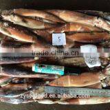 100g BQF Argentine Squid for Tuna Feed thumbnail-2
