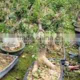 Ulmus Pumila Small Bonsai Trees thumbnail-1