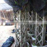 Ficus Square Shape in Loading Place thumbnail-1